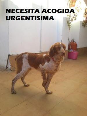 AYUDA SIENDO CASA DE ACOGIDA - COLABORA‏