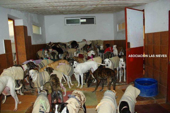 Las mentiras de los galgueros