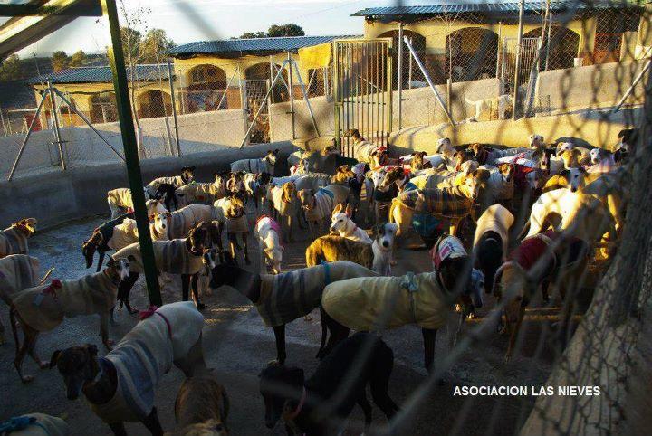 Las mentiras de los galgueros