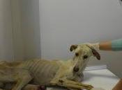 Sugus, muerto dolor muriendo bajo lluvia..