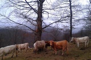 Cuanto listo con Facebook... y cuanto ecologista con blog...