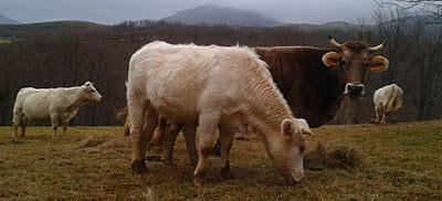 Cuanto listo con Facebook... y cuanto ecologista con blog...