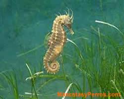 Hippocampus, caballitos de mar