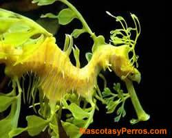 Hippocampus, caballitos de mar