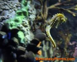 Hippocampus, caballitos de mar