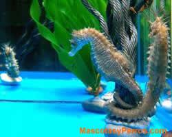 Hippocampus, caballitos de mar