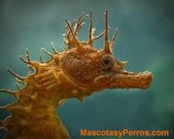 Hippocampus, caballitos de mar