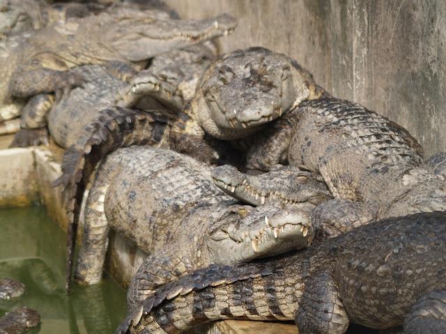 Templos de Angkor, morada de los dioses