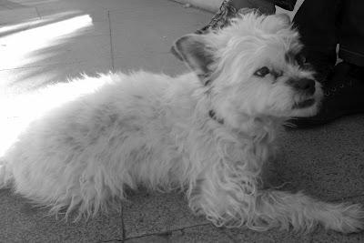 FLAKA PEQUEÑA 7 MESES DE PALIZA EN PALIZA SIGUE RODANDO- BUSCA UN HOGAR QUE NO LE DE MAS PALIZAS. (VALENCIA)