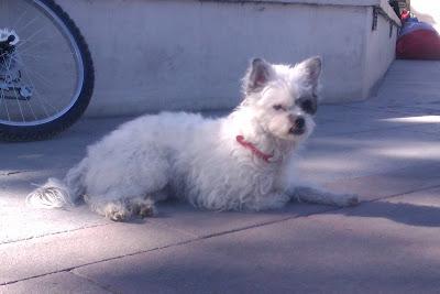 FLAKA PEQUEÑA 7 MESES DE PALIZA EN PALIZA SIGUE RODANDO- BUSCA UN HOGAR QUE NO LE DE MAS PALIZAS. (VALENCIA)