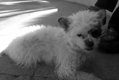 FLAKA PEQUEÑA 7 MESES DE PALIZA EN PALIZA SIGUE RODANDO- BUSCA UN HOGAR QUE NO LE DE MAS PALIZAS. (VALENCIA)