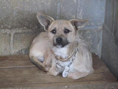 ESTE PEQUEÑO QUE MORIRÁ EN MAIRENA. (SEVILLA)