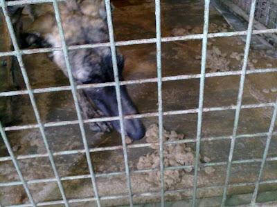 Galgo de menos de un año con PROBLEMAS DE COORDINACION a causa de un GOLPE MUY FUERTE EN LA CABEZA..si no encuentra casa LO SACRIFICAN. MUY URGENTE!! (JAÉN)