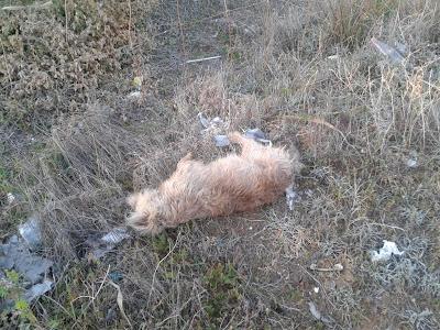 PERRO EN MUY MAL ESTADO ENCONTRADO JUNTO AL CADAVER DE SU COMPAÑERITO RECIÉN ATROPELLADO. (CADIZ)