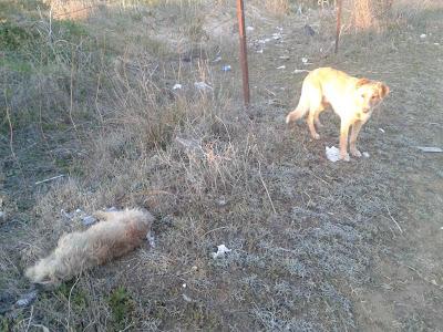 PERRO EN MUY MAL ESTADO ENCONTRADO JUNTO AL CADAVER DE SU COMPAÑERITO RECIÉN ATROPELLADO. (CADIZ)
