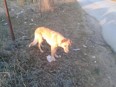 PERRO EN MUY MAL ESTADO ENCONTRADO JUNTO AL CADAVER DE SU COMPAÑERITO RECIÉN ATROPELLADO. (CADIZ)