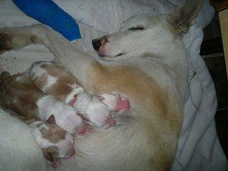 Novedades perrita recien parida y herida