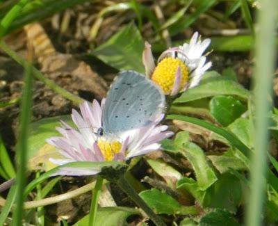 Primeras mariposas 