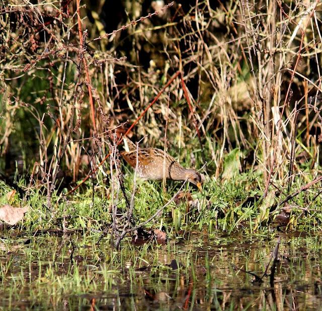 LA POLLUELA PINTOJA DE LOZA Y OTRAS AVECILLAS