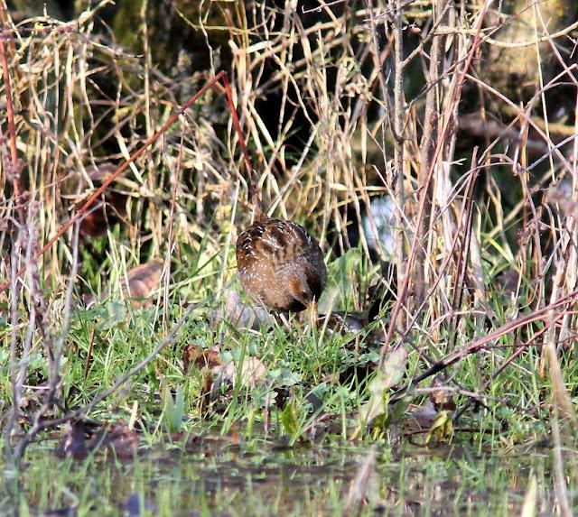 LA POLLUELA PINTOJA DE LOZA Y OTRAS AVECILLAS