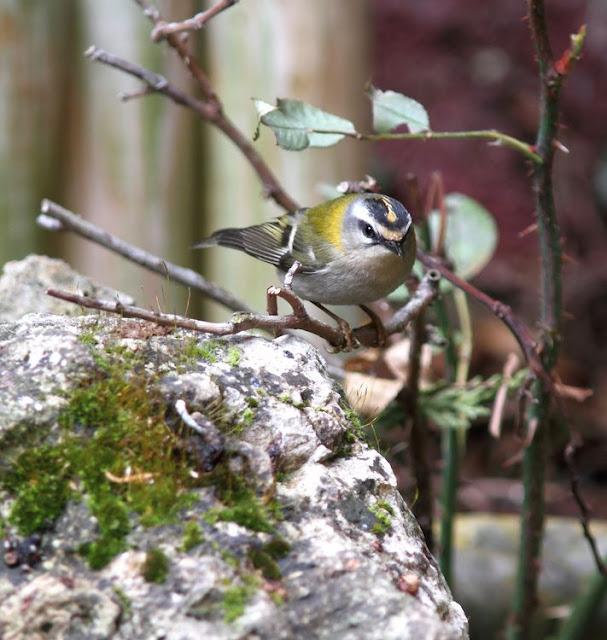 LA POLLUELA PINTOJA DE LOZA Y OTRAS AVECILLAS