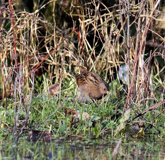 LA POLLUELA PINTOJA DE LOZA Y OTRAS AVECILLAS