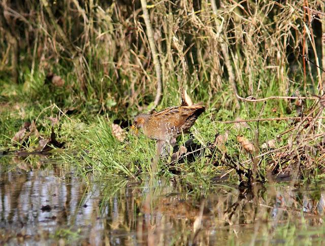 LA POLLUELA PINTOJA DE LOZA Y OTRAS AVECILLAS
