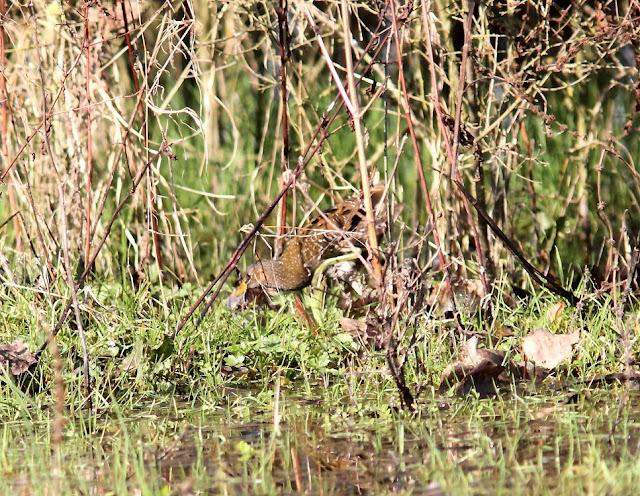 LA POLLUELA PINTOJA DE LOZA Y OTRAS AVECILLAS
