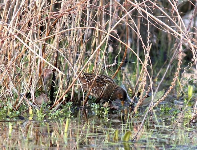 LA POLLUELA PINTOJA DE LOZA Y OTRAS AVECILLAS