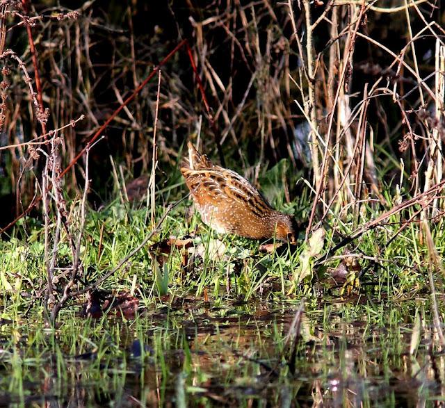 LA POLLUELA PINTOJA DE LOZA Y OTRAS AVECILLAS