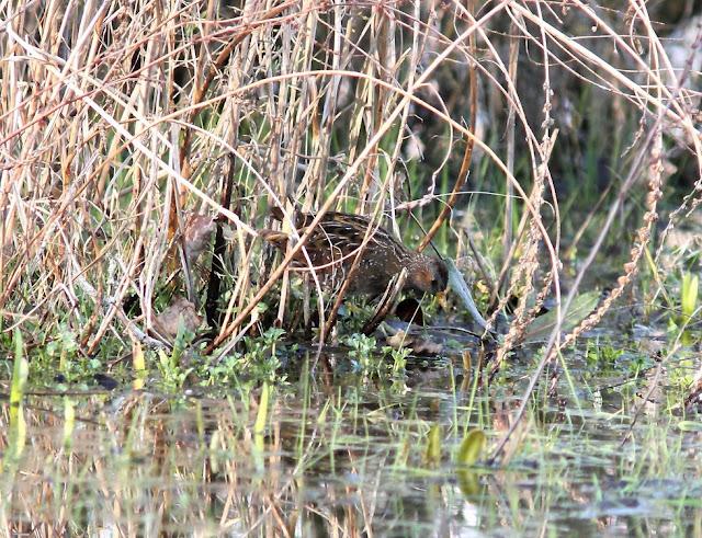 LA POLLUELA PINTOJA DE LOZA Y OTRAS AVECILLAS