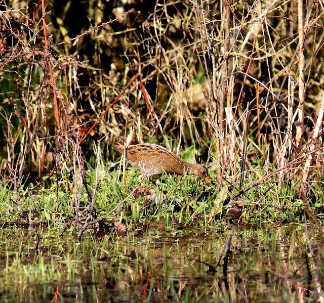 LA POLLUELA PINTOJA DE LOZA Y OTRAS AVECILLAS
