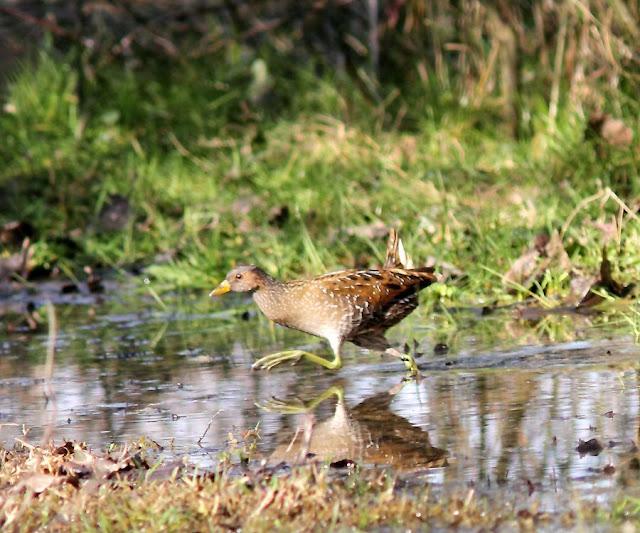LA POLLUELA PINTOJA DE LOZA Y OTRAS AVECILLAS