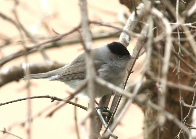 LA POLLUELA PINTOJA DE LOZA Y OTRAS AVECILLAS