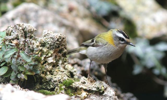 LA POLLUELA PINTOJA DE LOZA Y OTRAS AVECILLAS