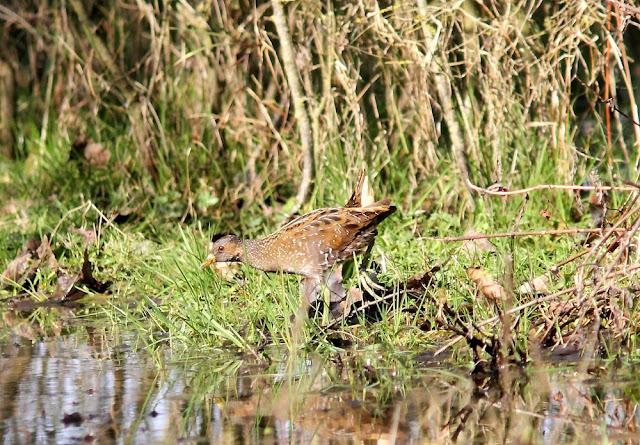 LA POLLUELA PINTOJA DE LOZA Y OTRAS AVECILLAS