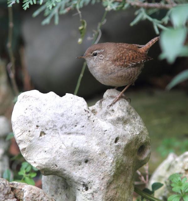 LA POLLUELA PINTOJA DE LOZA Y OTRAS AVECILLAS