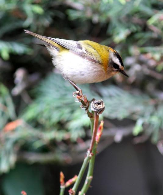 LA POLLUELA PINTOJA DE LOZA Y OTRAS AVECILLAS