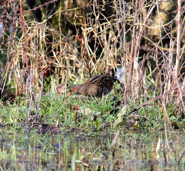 LA POLLUELA PINTOJA DE LOZA Y OTRAS AVECILLAS