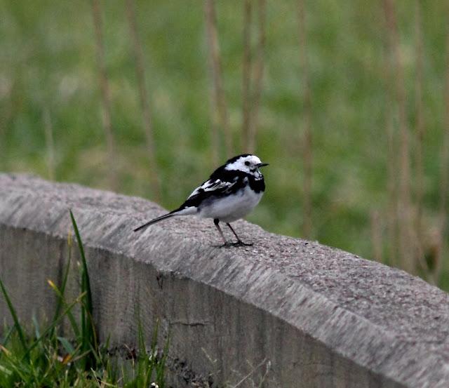 LA POLLUELA PINTOJA DE LOZA Y OTRAS AVECILLAS