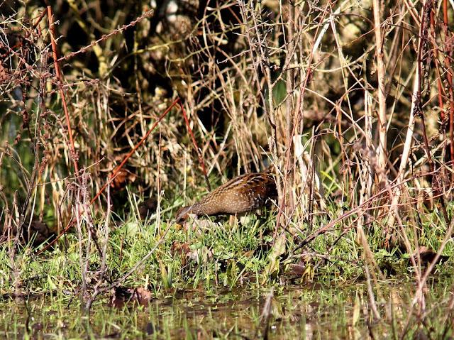 LA POLLUELA PINTOJA DE LOZA Y OTRAS AVECILLAS