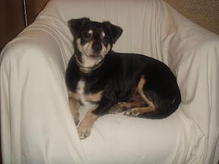 Historias de adoptad@s .Borni