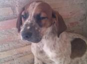 King perdido Molina