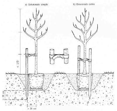 Entutorado de árboles Entutorado de árboles