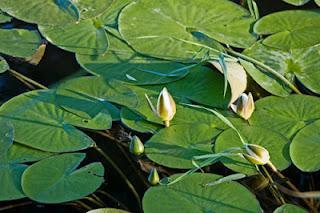 ¿Qué significa esa bandera de los corazoncitos?