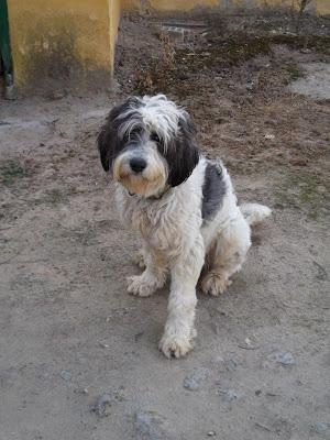 Manada de 6 perros abandonados: galga, podenco, bodeguero, pastor aleman y dos lanas. JEREZ (CADIZ)