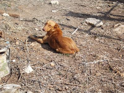 Manada de 6 perros abandonados: galga, podenco, bodeguero, pastor aleman y dos lanas. JEREZ (CADIZ)