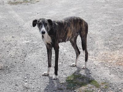 Manada de 6 perros abandonados: galga, podenco, bodeguero, pastor aleman y dos lanas. JEREZ (CADIZ)