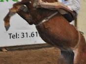 Tres Potrillos líder