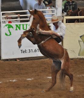 Tres Potrillos líder